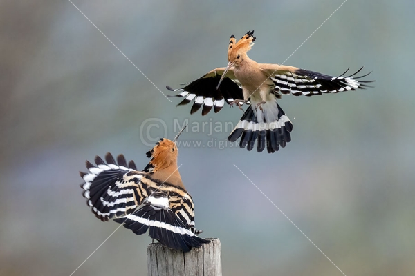 Klikni za ogled večje slike