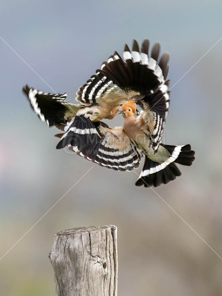 Klikni za ogled večje slike