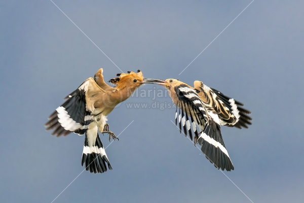 Klikni za ogled večje slike