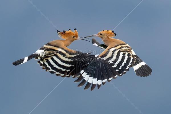 Klikni za ogled večje slike