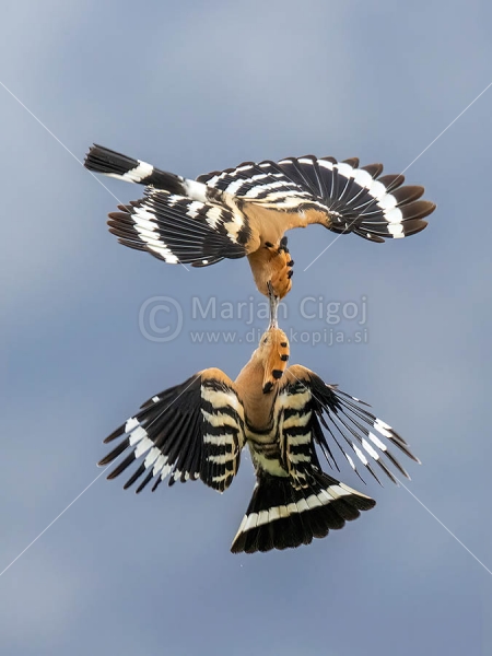 Klikni za ogled večje slike