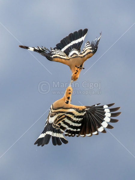 Klikni za ogled večje slike