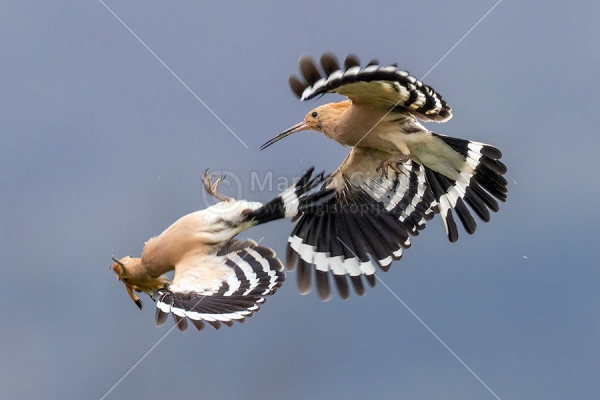 Klikni za ogled večje slike