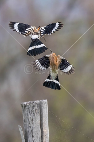 Klikni za ogled večje slike