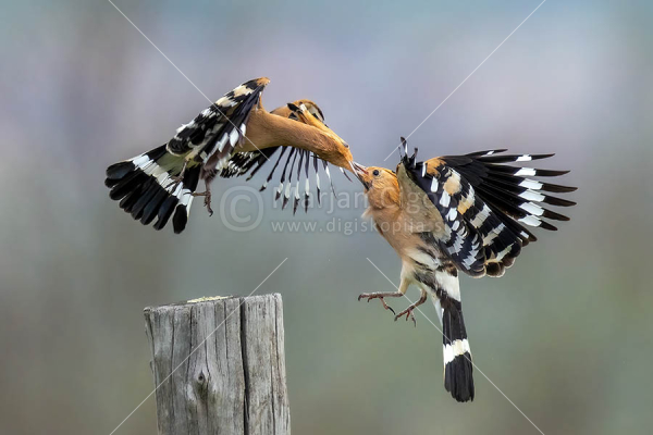 Klikni za ogled večje slike