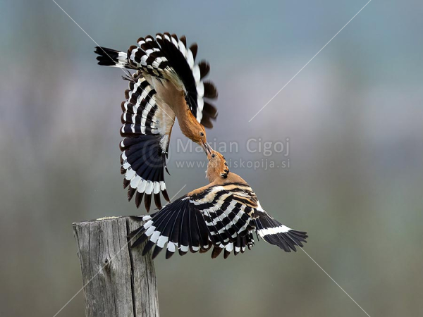 Klikni za ogled večje slike