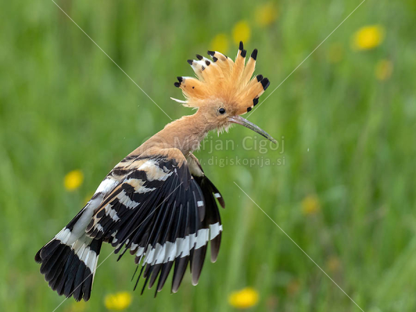 Klikni za ogled večje slike