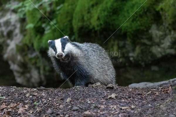 Klikni za ogled večje slike