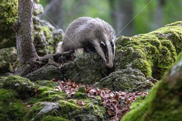 Klikni za ogled večje slike