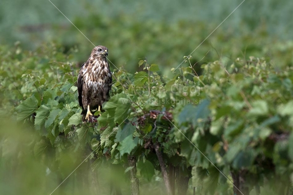 Klikni za ogled večje slike