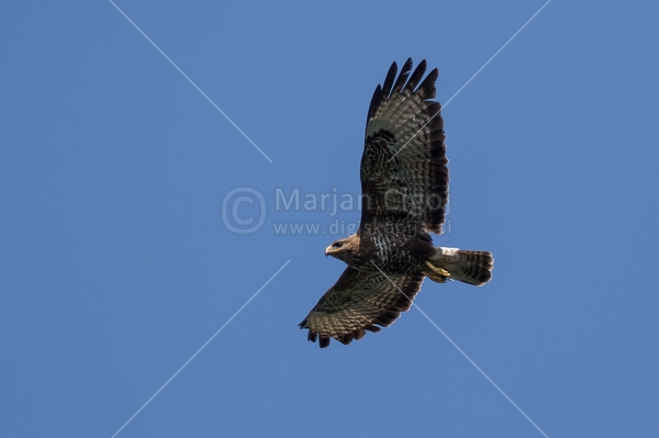 Klikni za ogled večje slike