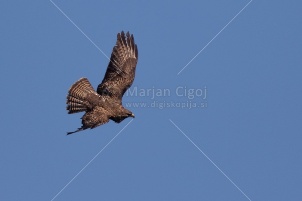 Klikni za ogled večje slike