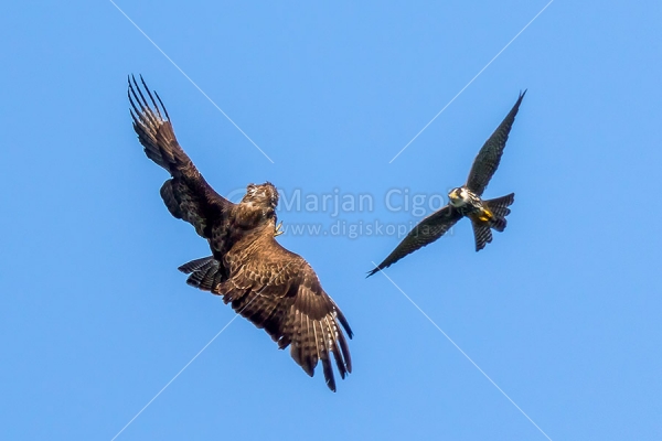 Klikni za ogled večje slike