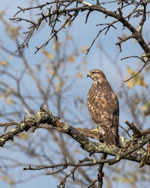 Klikni za ogled večje slike