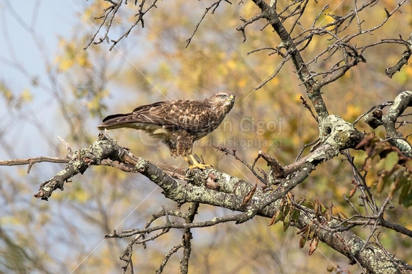 Klikni za ogled večje slike