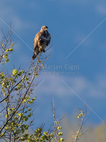 Klikni za ogled večje slike