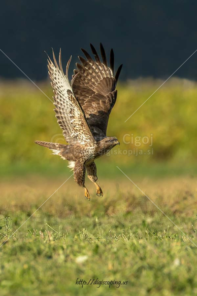 Klikni za ogled večje slike