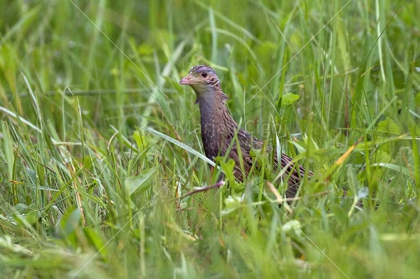 Klikni za ogled večje slike