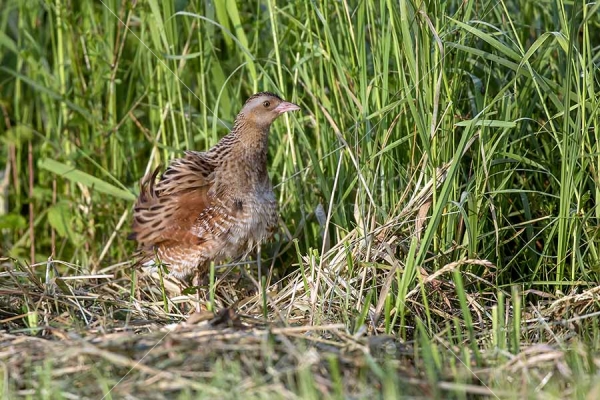 Klikni za ogled večje slike