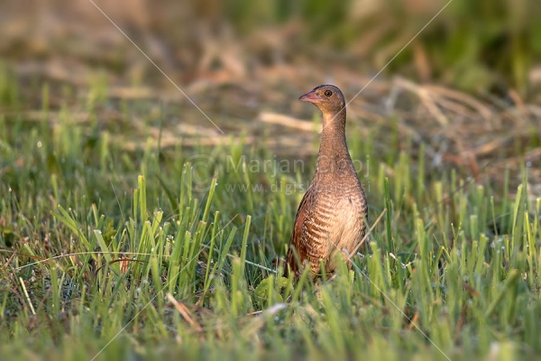 Klikni za ogled večje slike