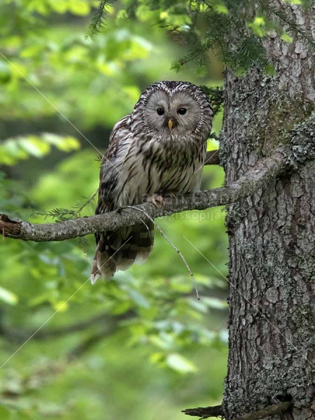 Klikni za ogled večje slike