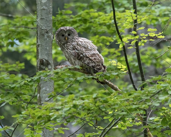 Klikni za ogled večje slike