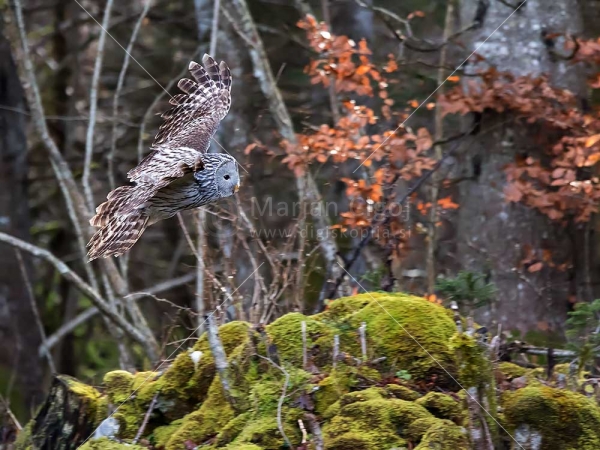 Klikni za ogled večje slike