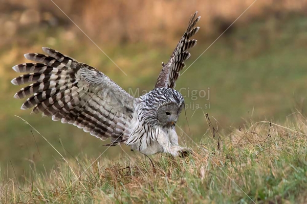 Klikni za ogled večje slike