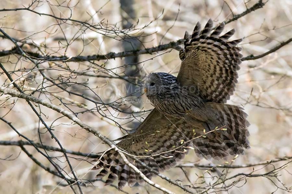Klikni za ogled večje slike