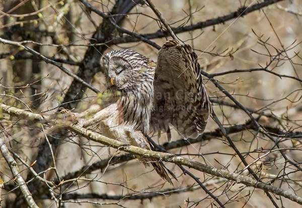 Klikni za ogled večje slike