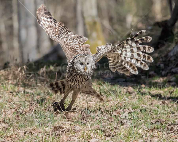 Klikni za ogled večje slike