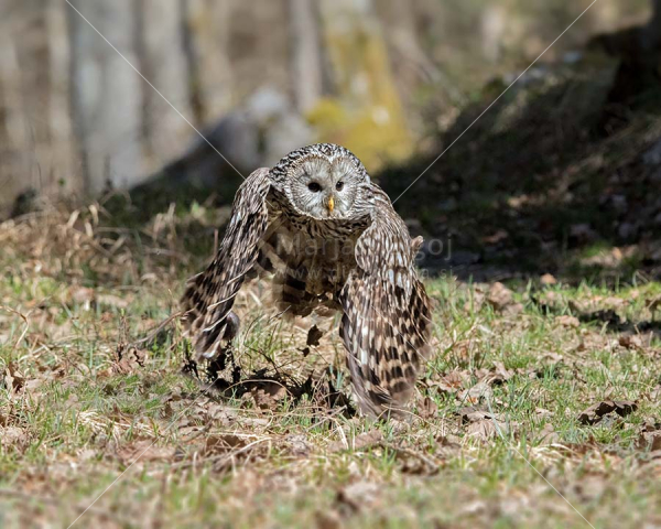 Klikni za ogled večje slike