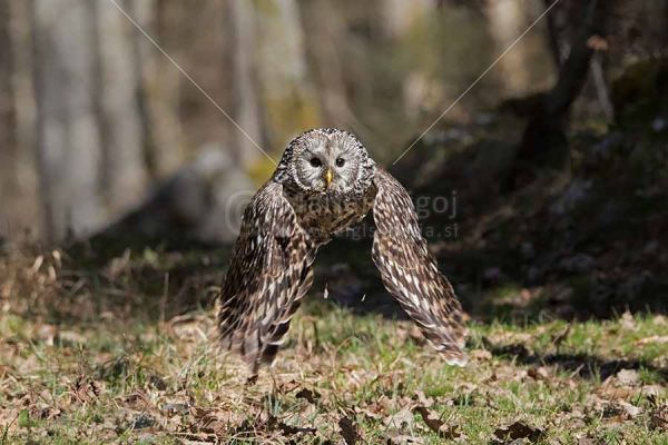 Klikni za ogled večje slike