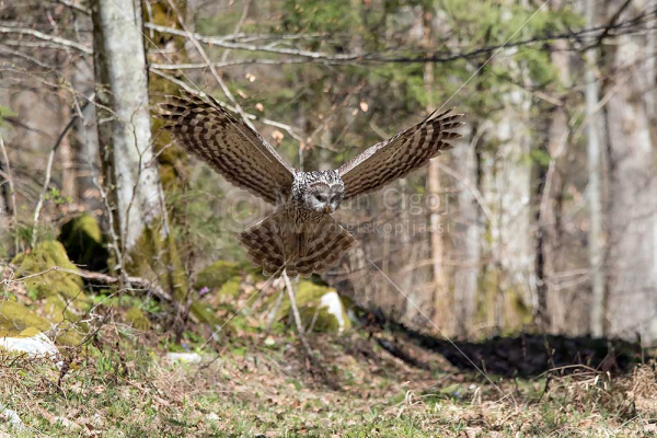 Klikni za ogled večje slike
