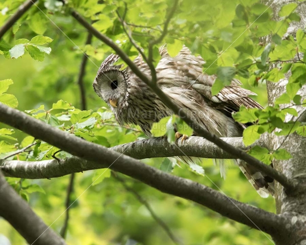 Klikni za ogled večje slike