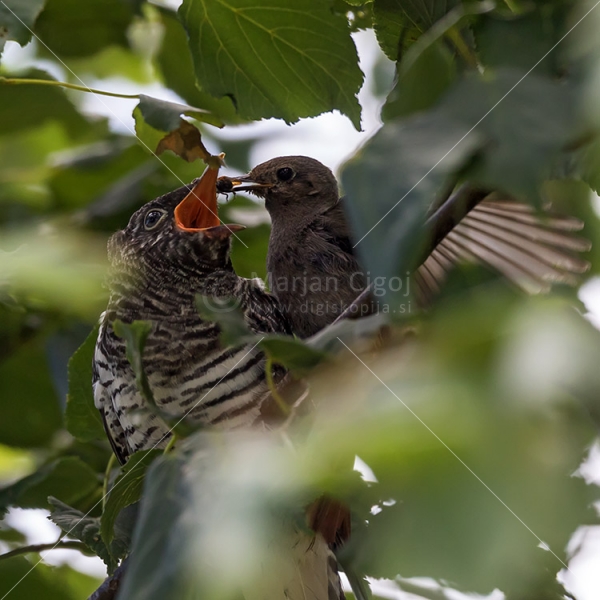 Klikni za ogled večje slike