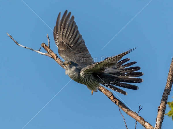 Klikni za ogled večje slike