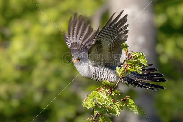 Klikni za ogled večje slike