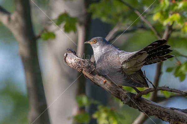 Klikni za ogled večje slike