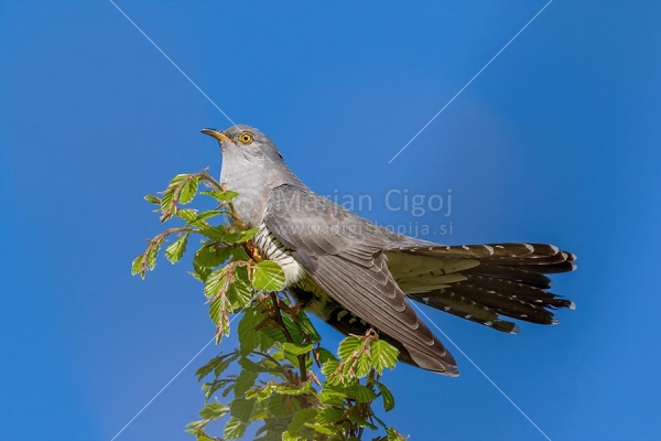 Klikni za ogled večje slike