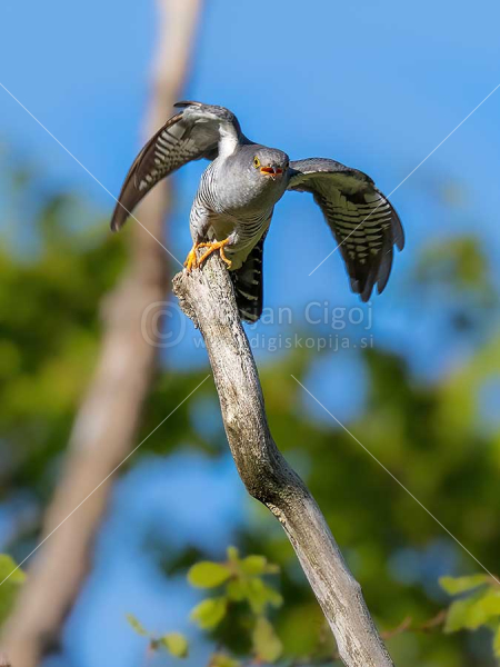 Klikni za ogled večje slike