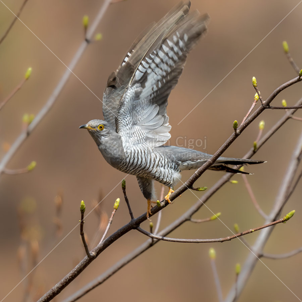 Klikni za ogled večje slike