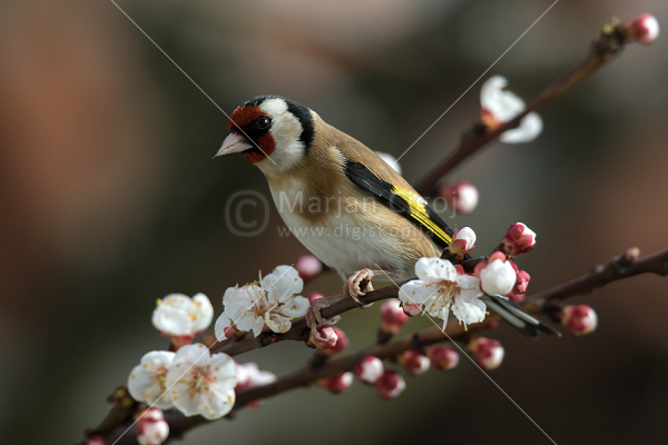 Klikni za ogled večje slike