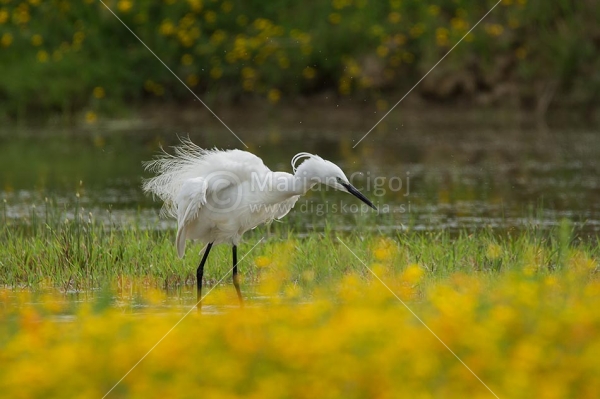 Klikni za ogled večje slike
