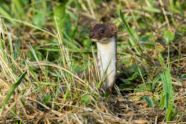 Klikni za ogled večje slike