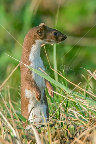 Klikni za ogled večje slike