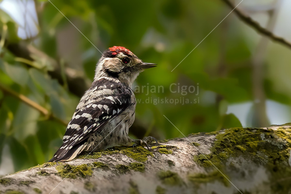 Klikni za ogled večje slike