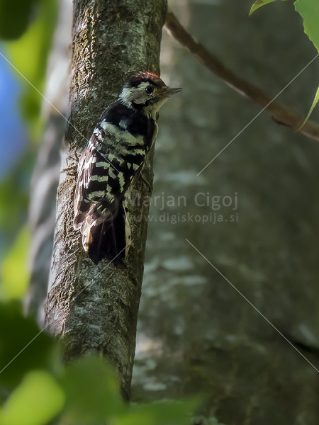 Klikni za ogled večje slike