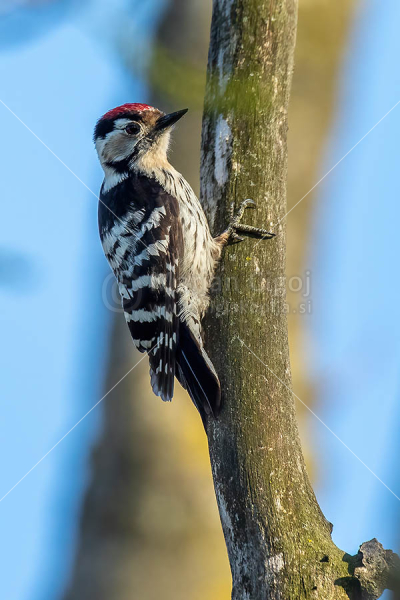 Klikni za ogled večje slike