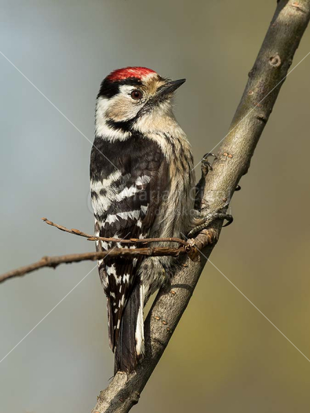 Klikni za ogled večje slike